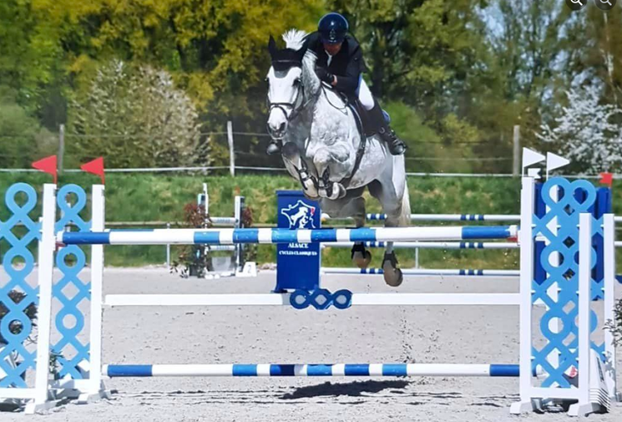 Vente de chevaux