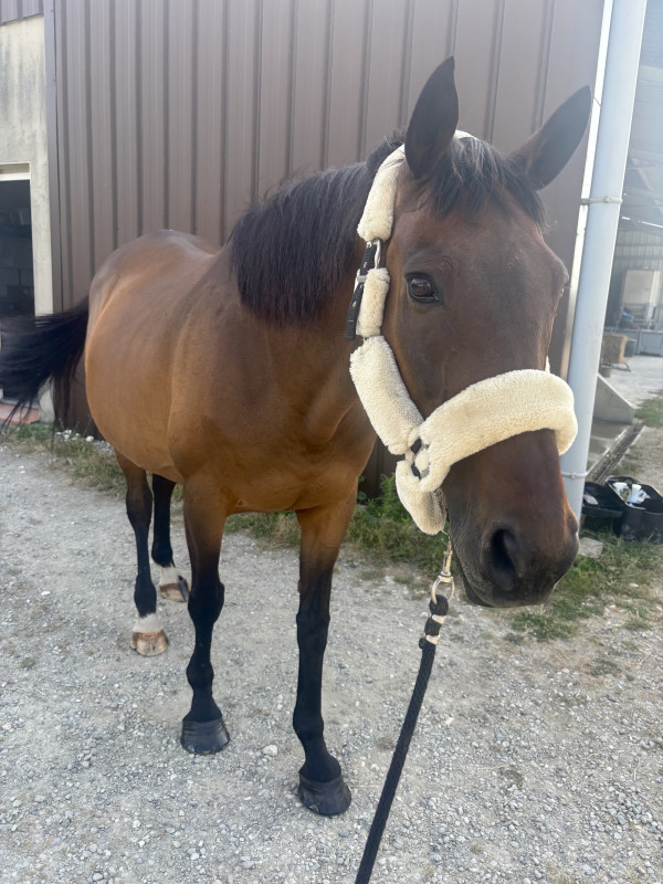Vente de cheval : Cleste 