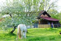 Pension pour chevaux