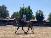 Vente de cheval : Esplendido CLXXX