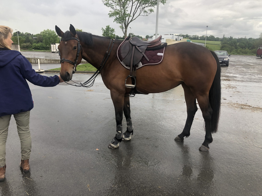 Vente de cheval : Java du st jean