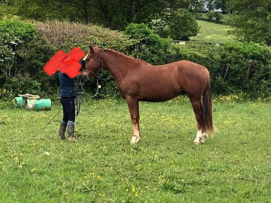 Vente de cheval : Finlay