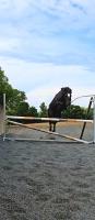 Vente de poney