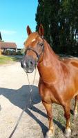 Vente de poney