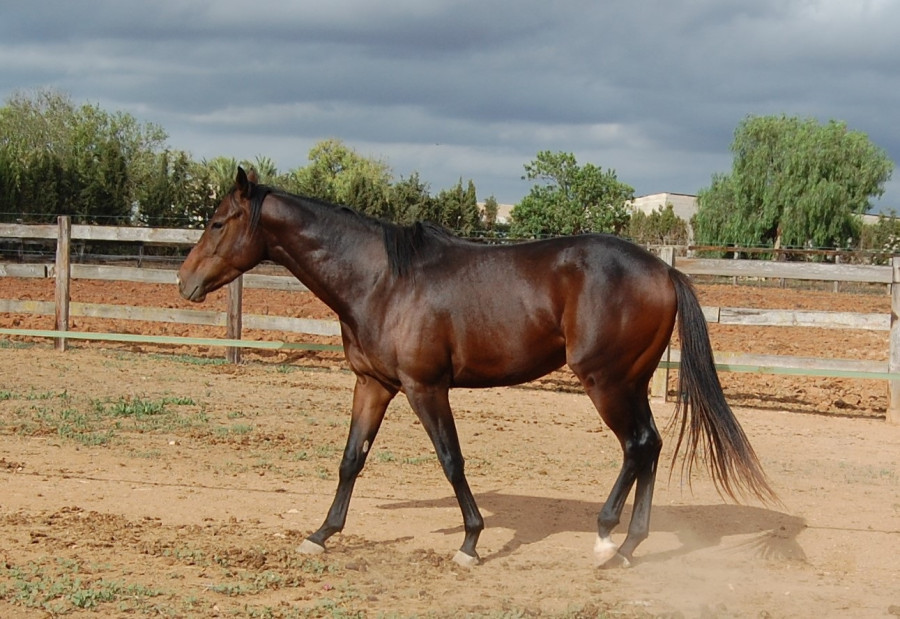 Entier Pur Sang Anglais 2 ans Thoroughbred 2 years