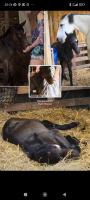 Vente de poney
