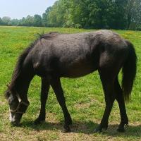 Vente de poney