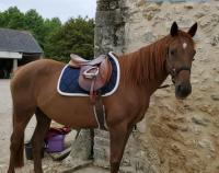 Vente de cheval : Pia