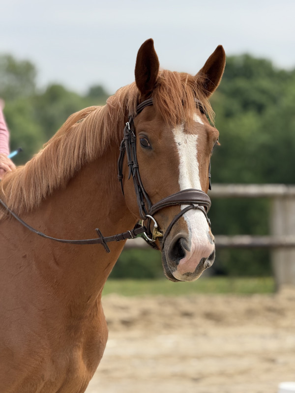 Vente de cheval : My sisley de Folie