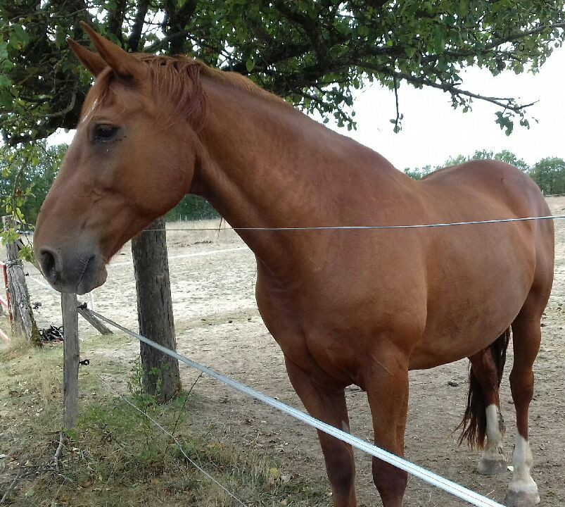 Vente de cheval : NESTOR