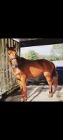 Vente de cheval : Feeling de rougefort
