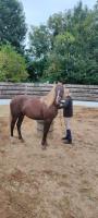 Vente de cheval : night de la riviere 