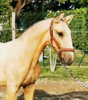 Vente de cheval : Tia du Pesquier 