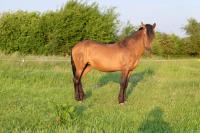 Vente de cheval : AIROSA CXXV