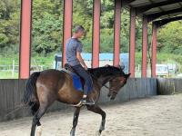 Vente de cheval