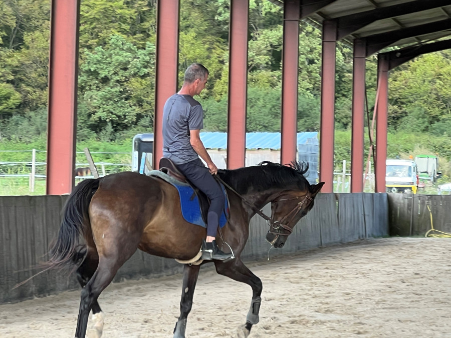 Vente de chevaux