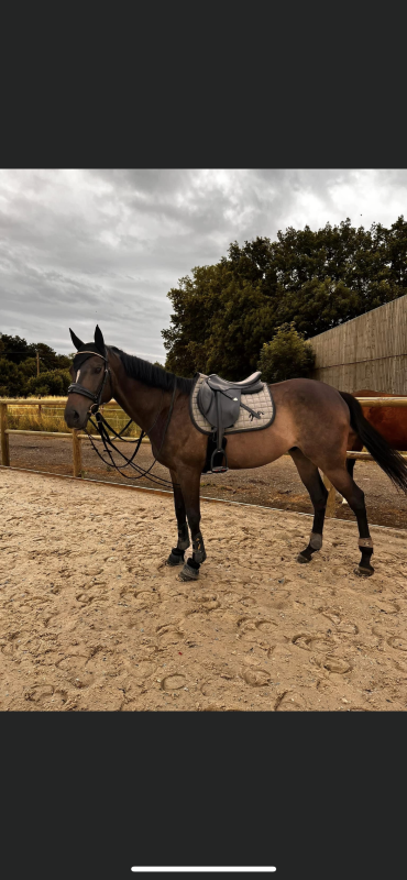 Vente de cheval : Pralin de vez
