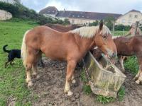 Vente de cheval : OPALINE 