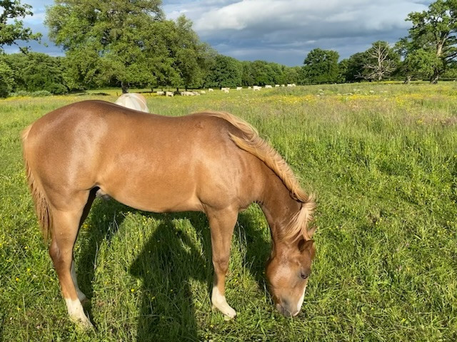 Vente de cheval : Orion Dandee Junior