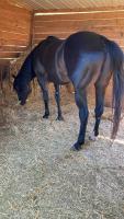 Vente de cheval : loper