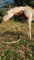 Vente de cheval : WHITE