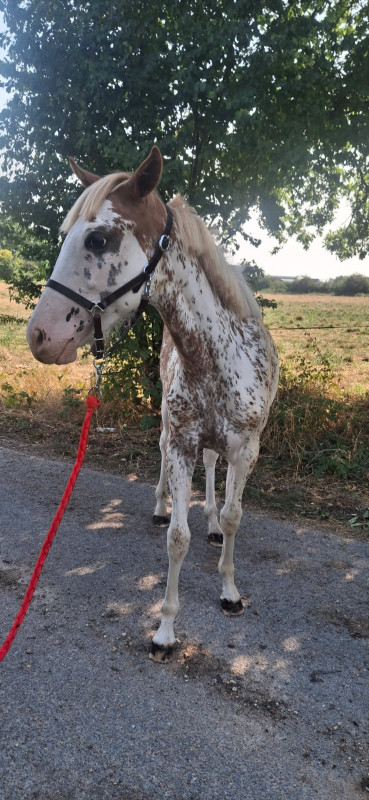 Vente de cheval : paint horse