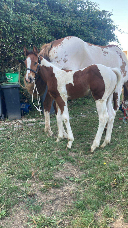 Vente de cheval : poulain paint horse