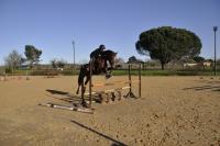 Vente de cheval : LASTONE DE IALMTA