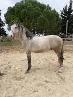 Vente de cheval : Radams Menezes