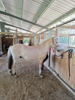 Vente de cheval : Neve du Fournel