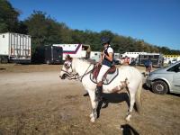 Vente de poney