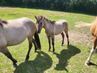 Vente de cheval : Nougat
