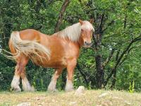 Vente de cheval : Bambi