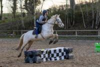 Vente de cheval : Texas
