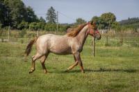 Vente de cheval : Midnight