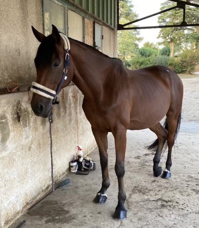 Vente de cheval : Bahia Pivertire
