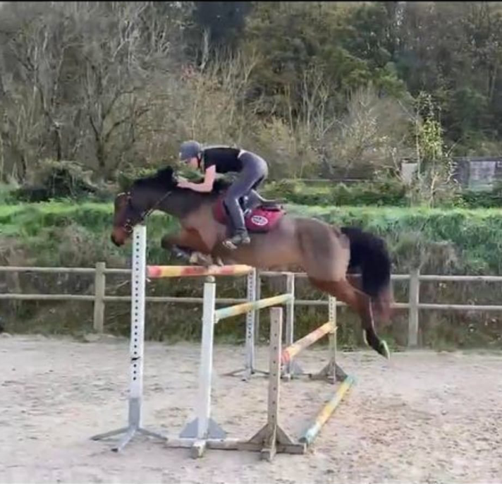 Vente de cheval : Hipipip de Seelberg