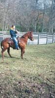 Vente de cheval : Joeyson