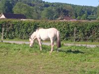 Vente de cheval : N joy du haut pays