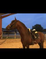 Vente de cheval : Galileo 