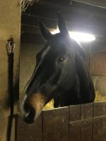 Vente de cheval : DEPARTURE'S