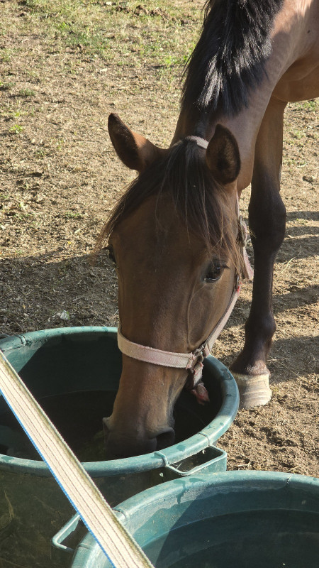 Vente de cheval : Nimbus 