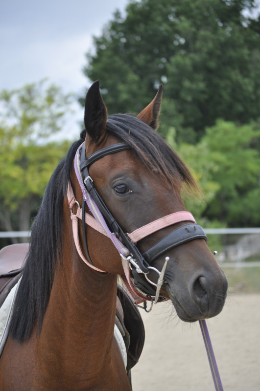 Vente de cheval : Nikita d?ama