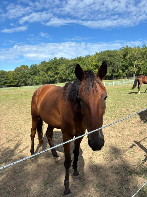 Vente de cheval : Lizzy