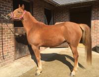 Vente de cheval : kebira des roches