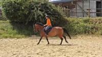 Vente de cheval : Fidji