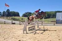 Vente de cheval : Iggdrazil V