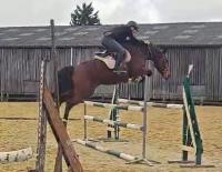Vente de cheval : Jalousie Blanche 