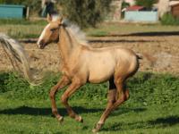 Vente de cheval : Gazoline 