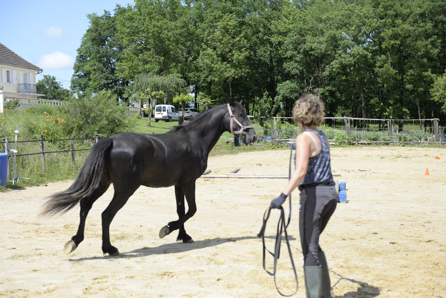 Vente de cheval : Galile